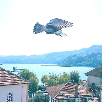 Balkaya Pansiyon Bartın - Amasra