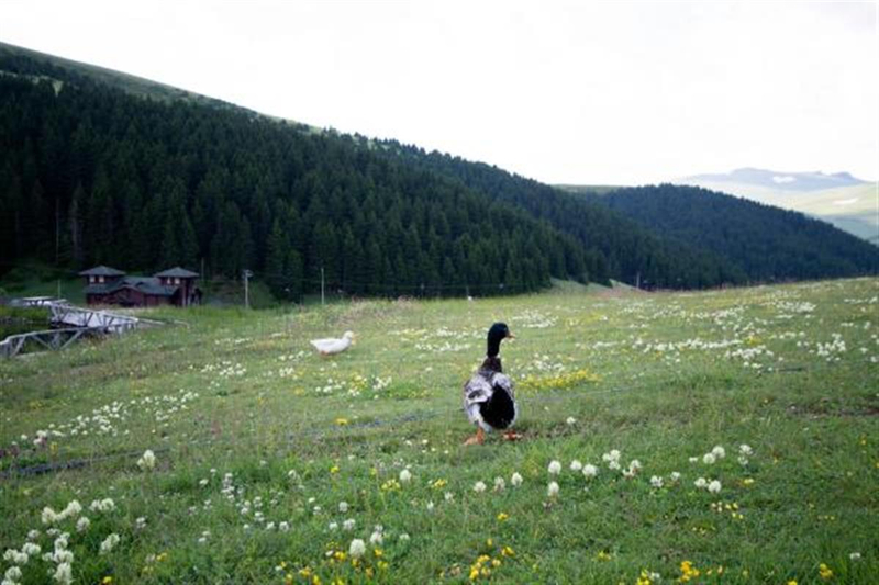 Birun Kümbet Dağ Evi Resim 7