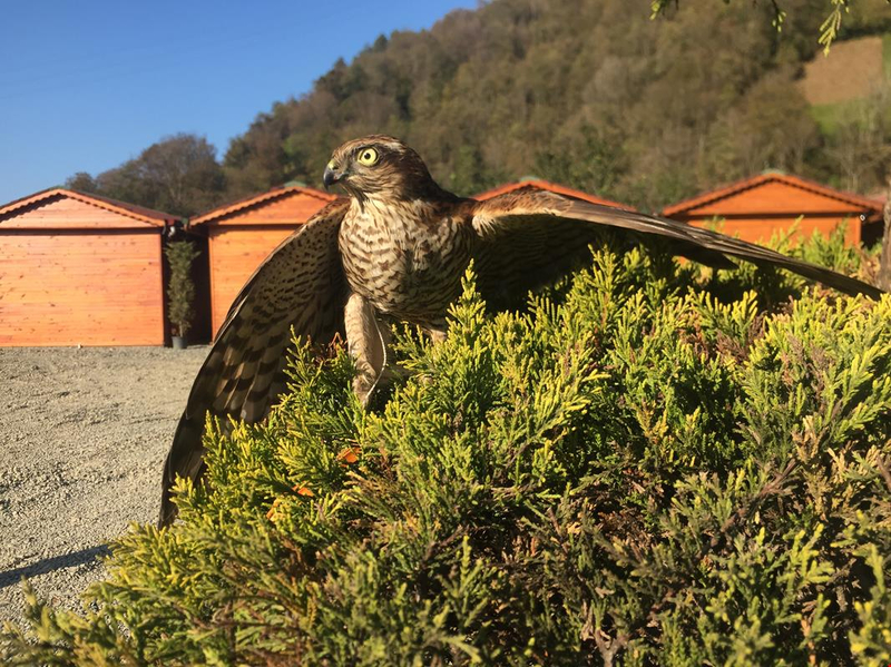 Çerge Bungalov Dinlenme Tesisleri Cafe & Restaurant Resim 2