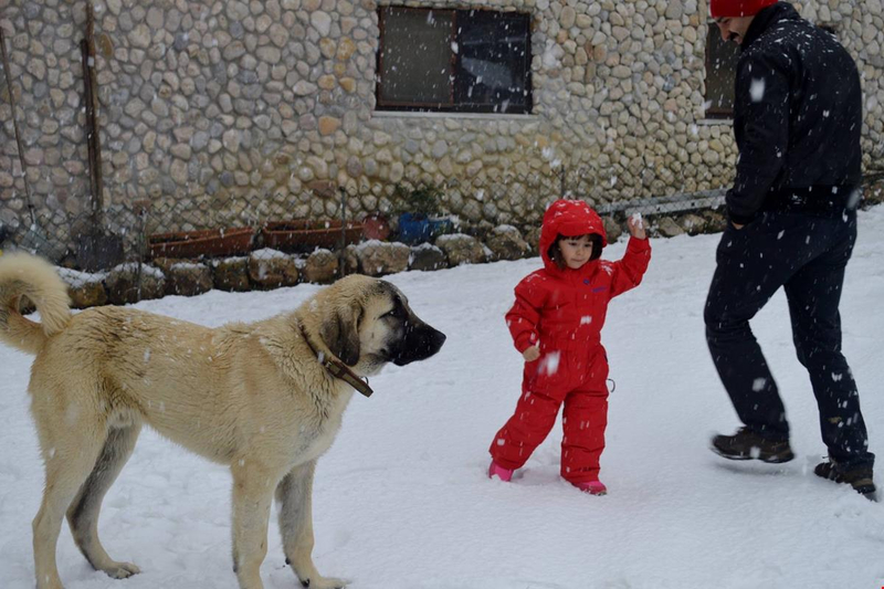 Küre Dağ Evi Resim 7